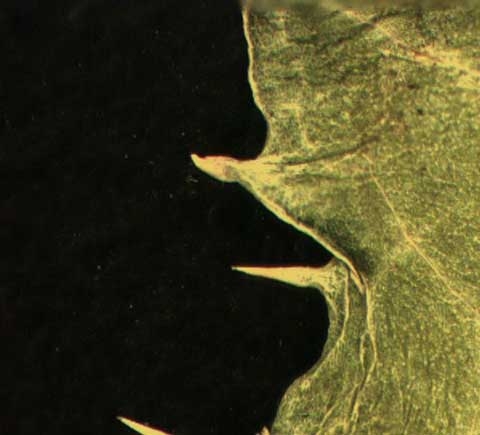 Sonchus spp.