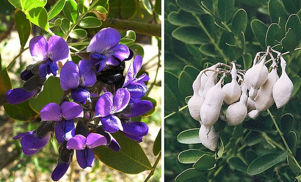 Shrub with purplish flowers
