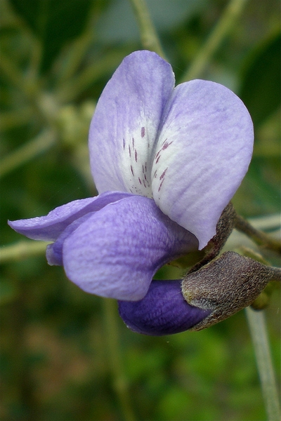 pale purple pea-like flower