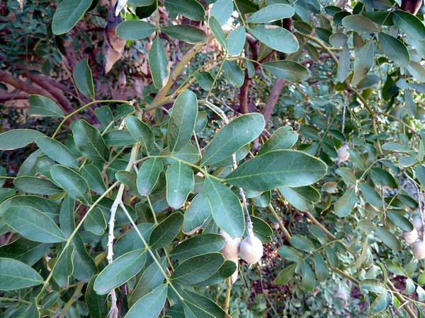 compound leaves