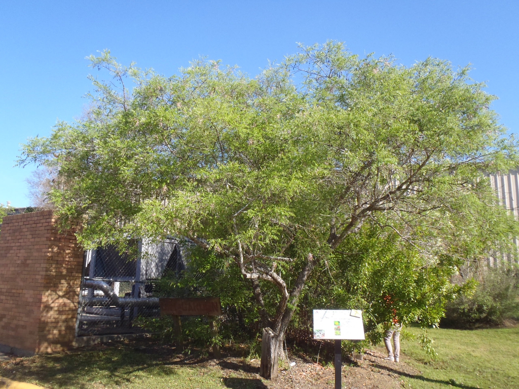 Sophora affinis