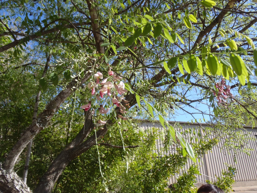 Sophora affinis