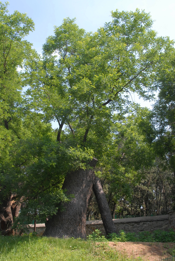 Old Tree