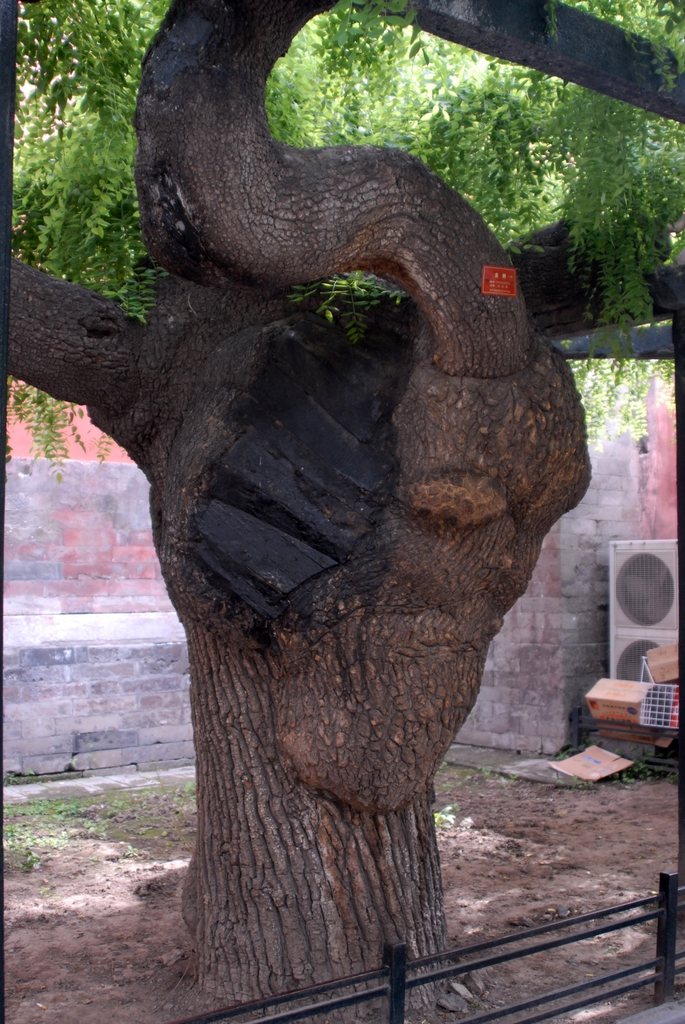 'Pendula' Bark