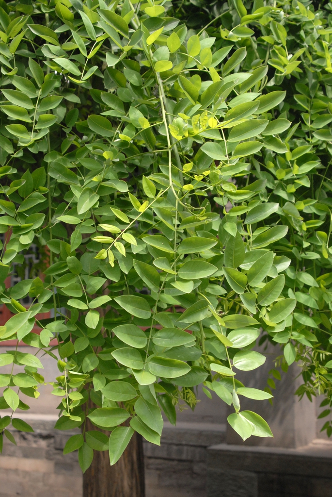 'Pendula' Leaf