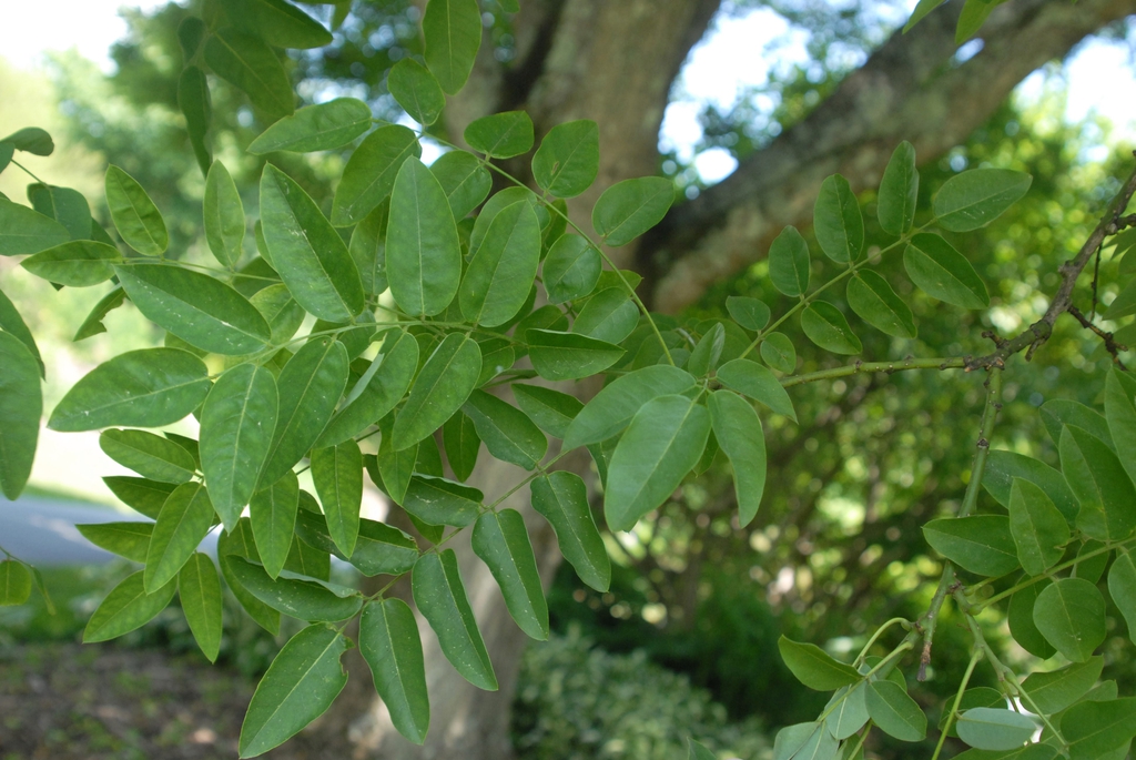 Sophora japonica
