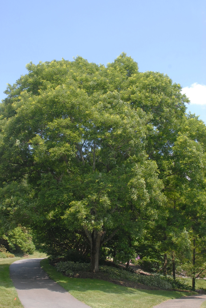 Sophora japonica