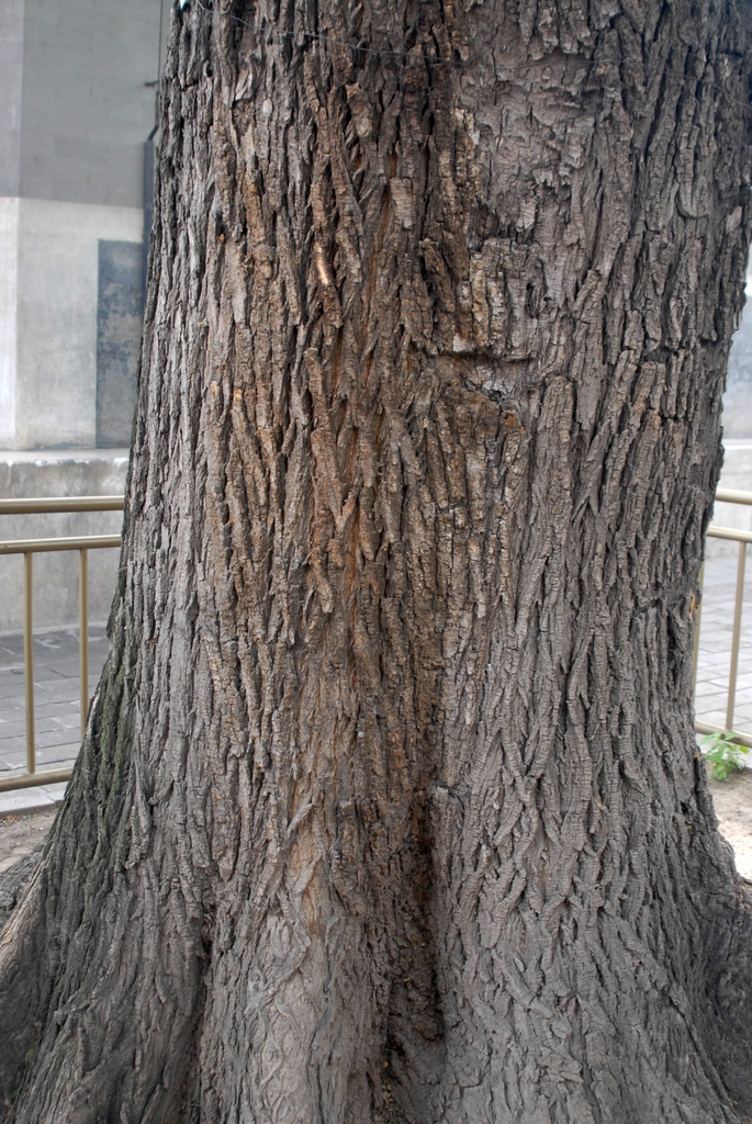 Bark