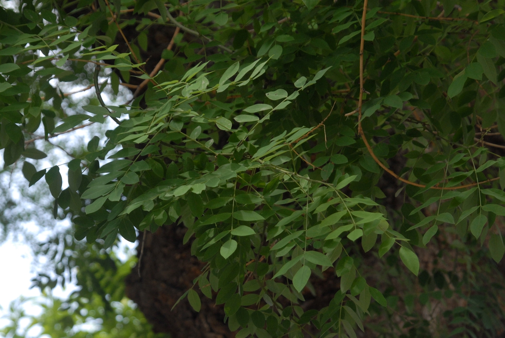 Leaf Close-up