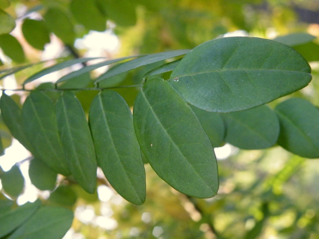 Styphnoobium japonica 'Pendula'