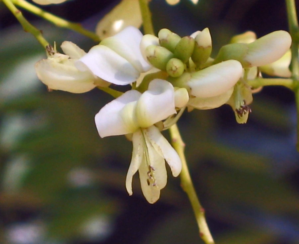 Styphnoobium japonica 'Pendula'
