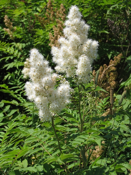 Sorbaria sorbifolia