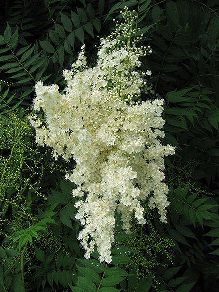 Sorbaria sorbifolia