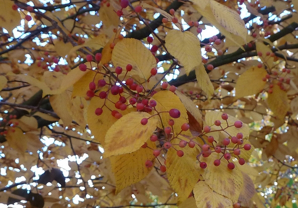 Sorbus alnifolia