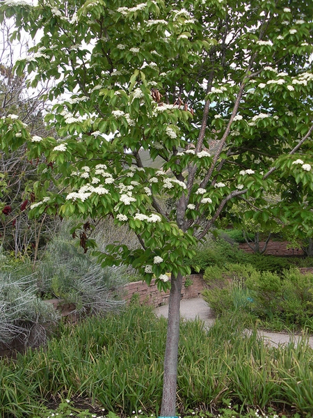 Sorbus alnifolia