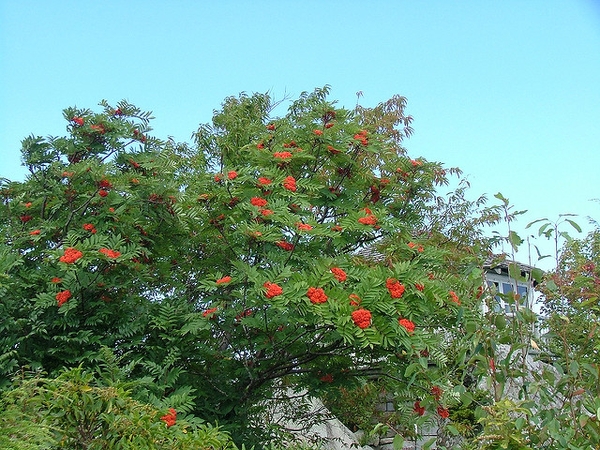 Form