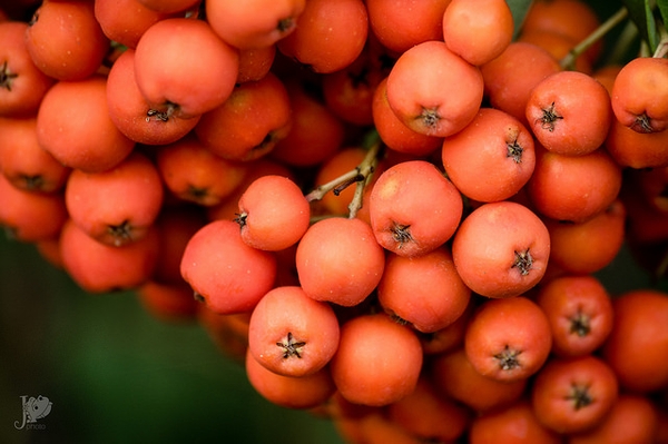 Fruit closeup