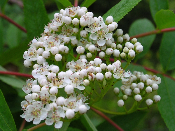 Close up of flower