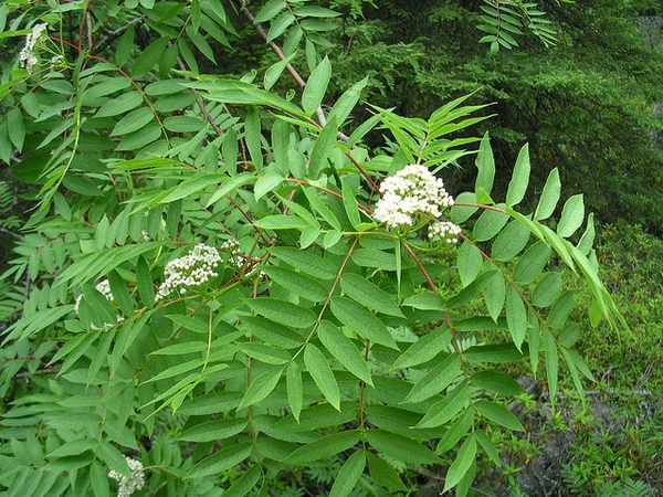Leaves