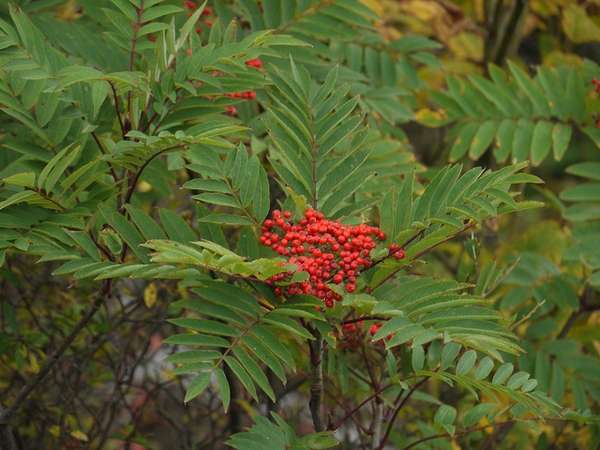 Branch with berries