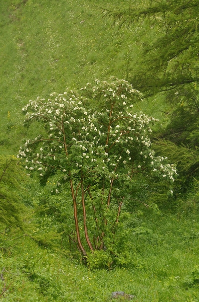 Sorbus aucuparia