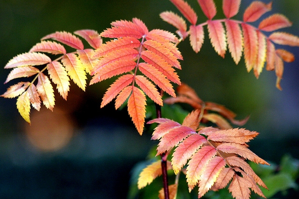 Sorbus aucuparia