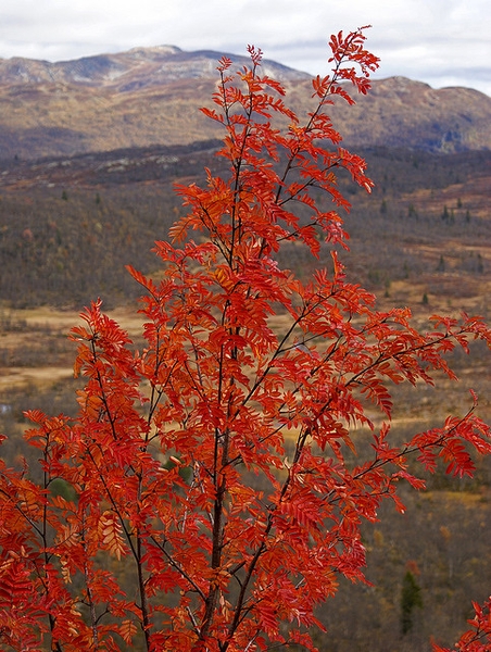 Sorbus aucuparia