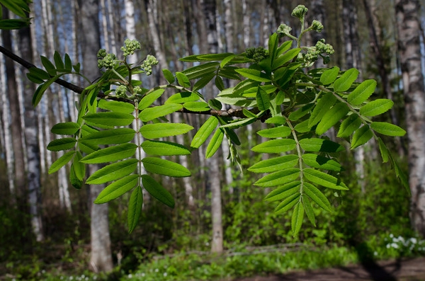 Sorbus aucuparia