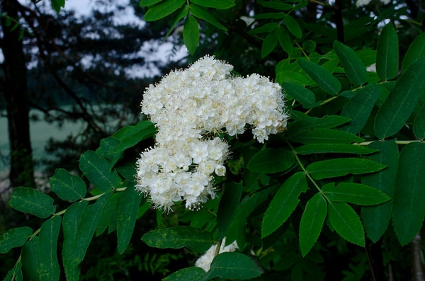 Sorbus aucuparia