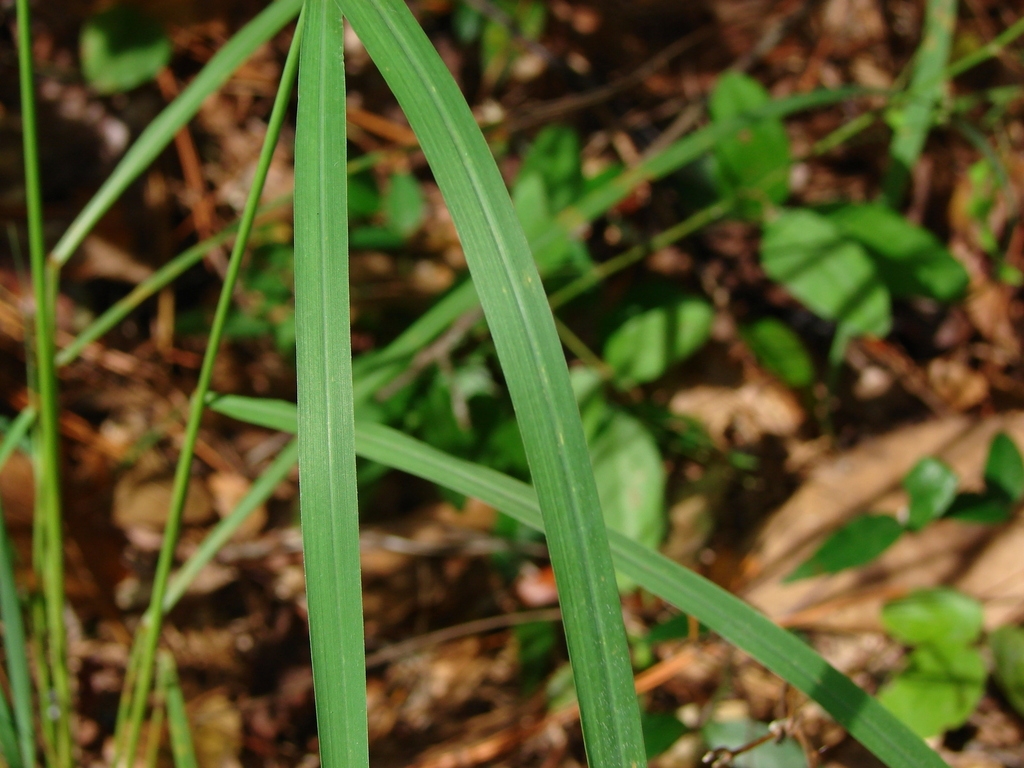 Leaves