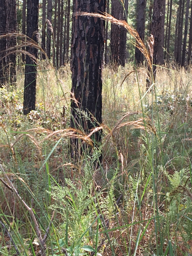 Form