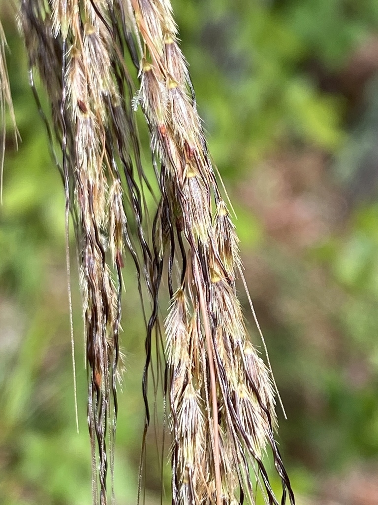 Sept. seedheads
