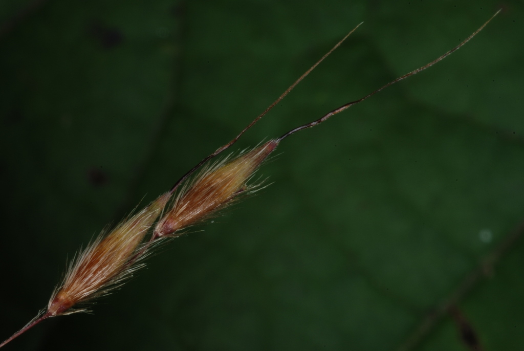 Seed heads (Lambton, Toronto, ON)-Early Fall