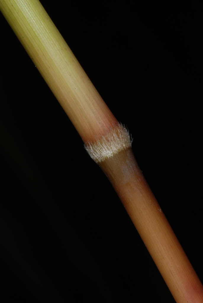 Stem (Lambton, Toronto, ON)-Early Fall