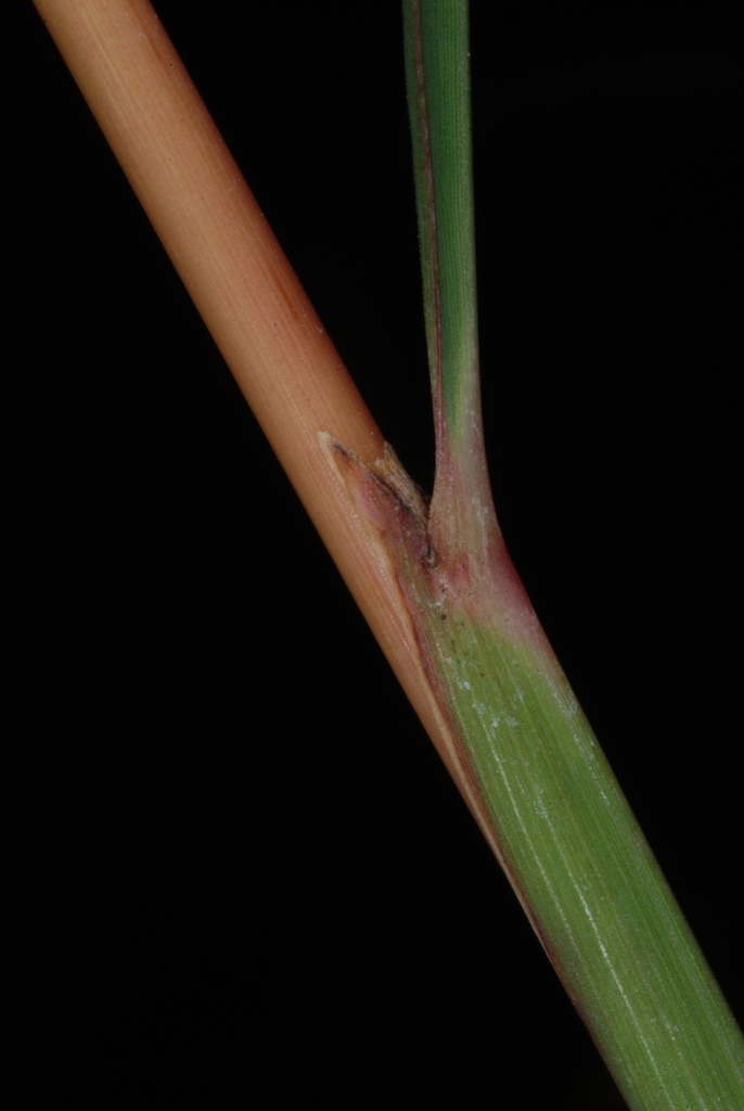 Stem and leaf sheath (Lambton, Toronto, ON)-Early Fall