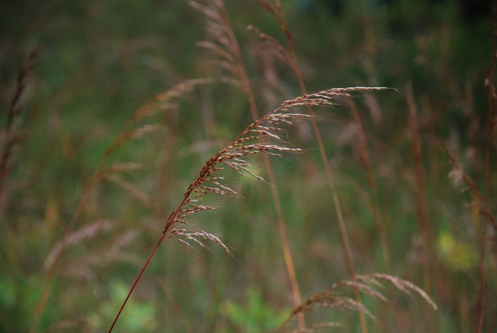 Form (Lambton, Toronto, ON)-Early Fall