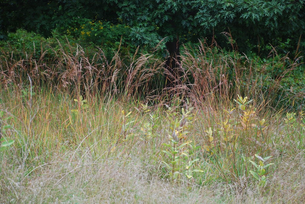 Form (Lambton, Toronto, ON)-Early Fall