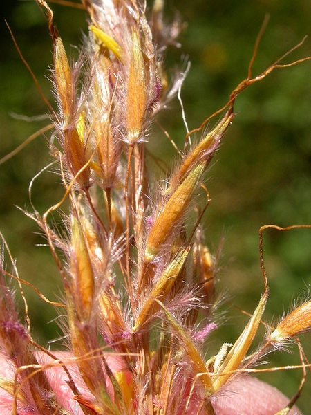 Sorghastrum nutans