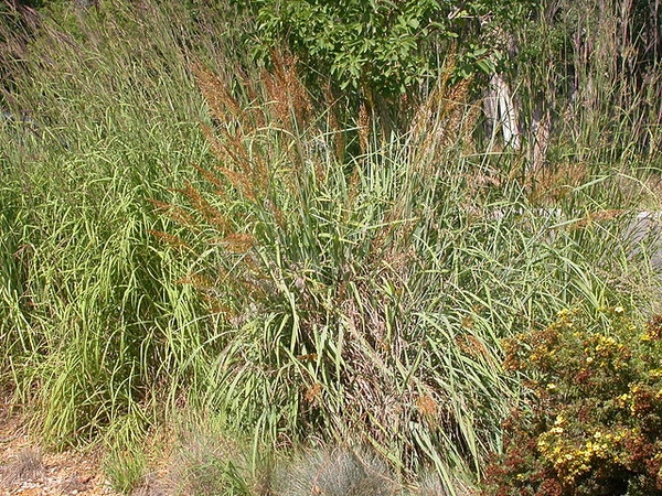 Sorghastrum nutans