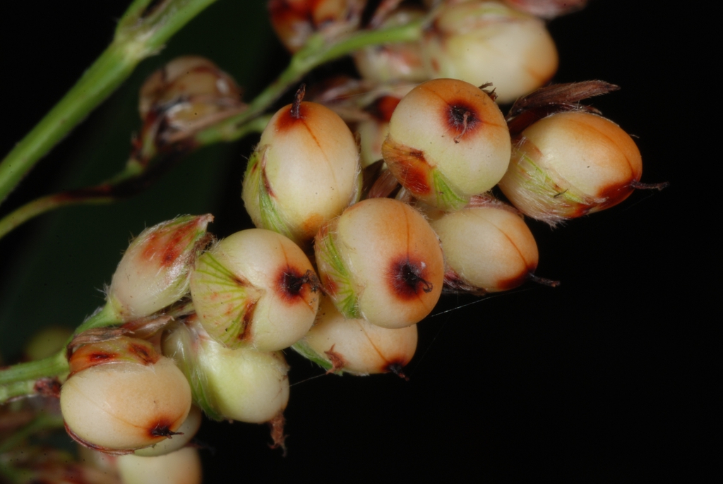 Close-up of fruits (Greensboro, NC)-Mid Fall