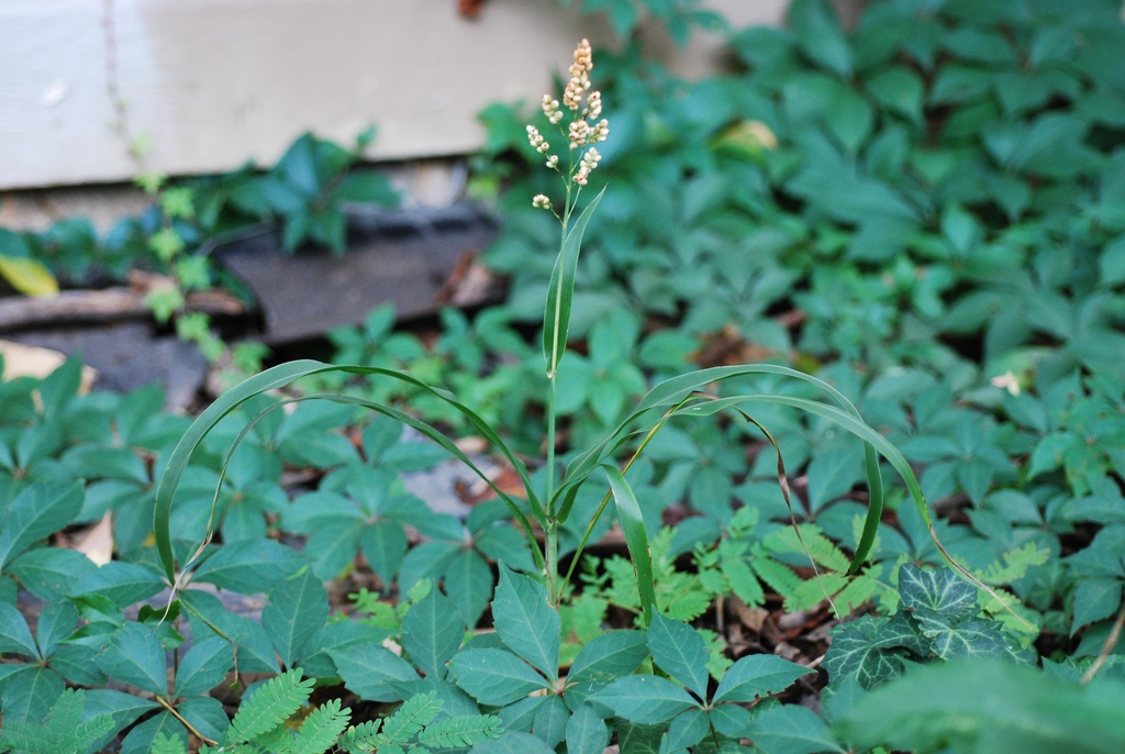 Green leaves (Greensboro, NC)-Mid Fall