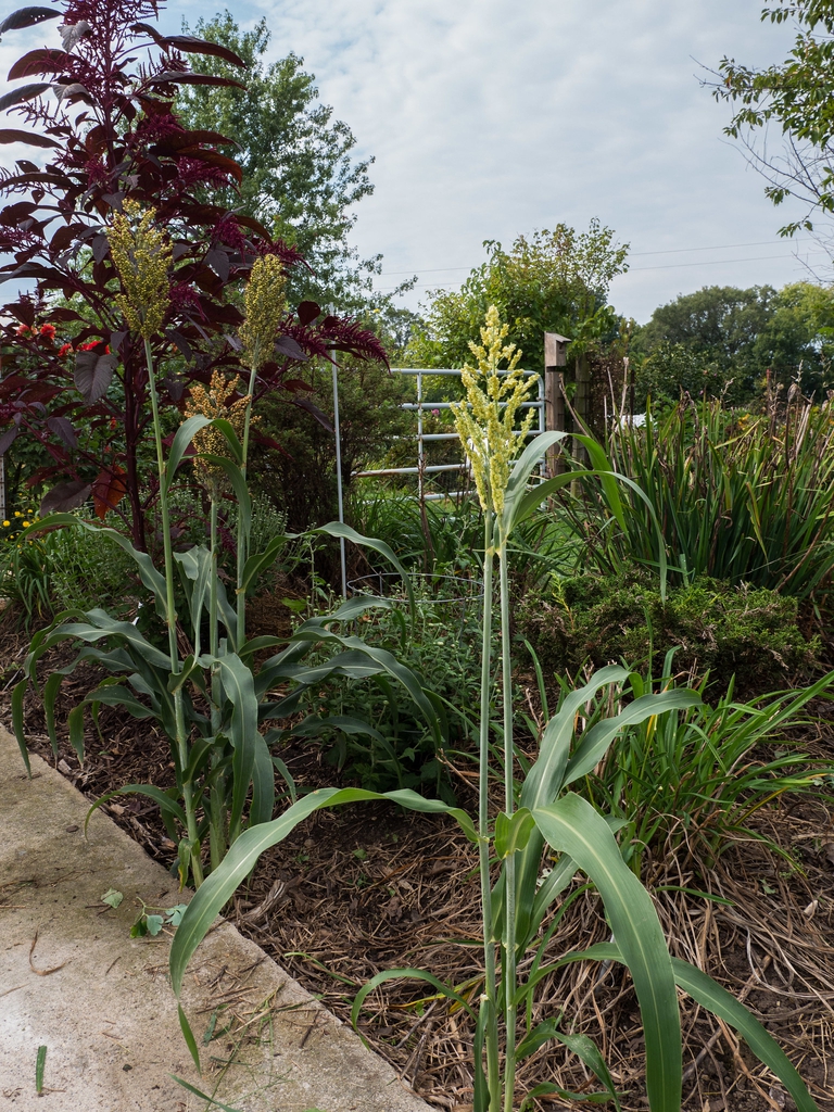Sorghum bicolor