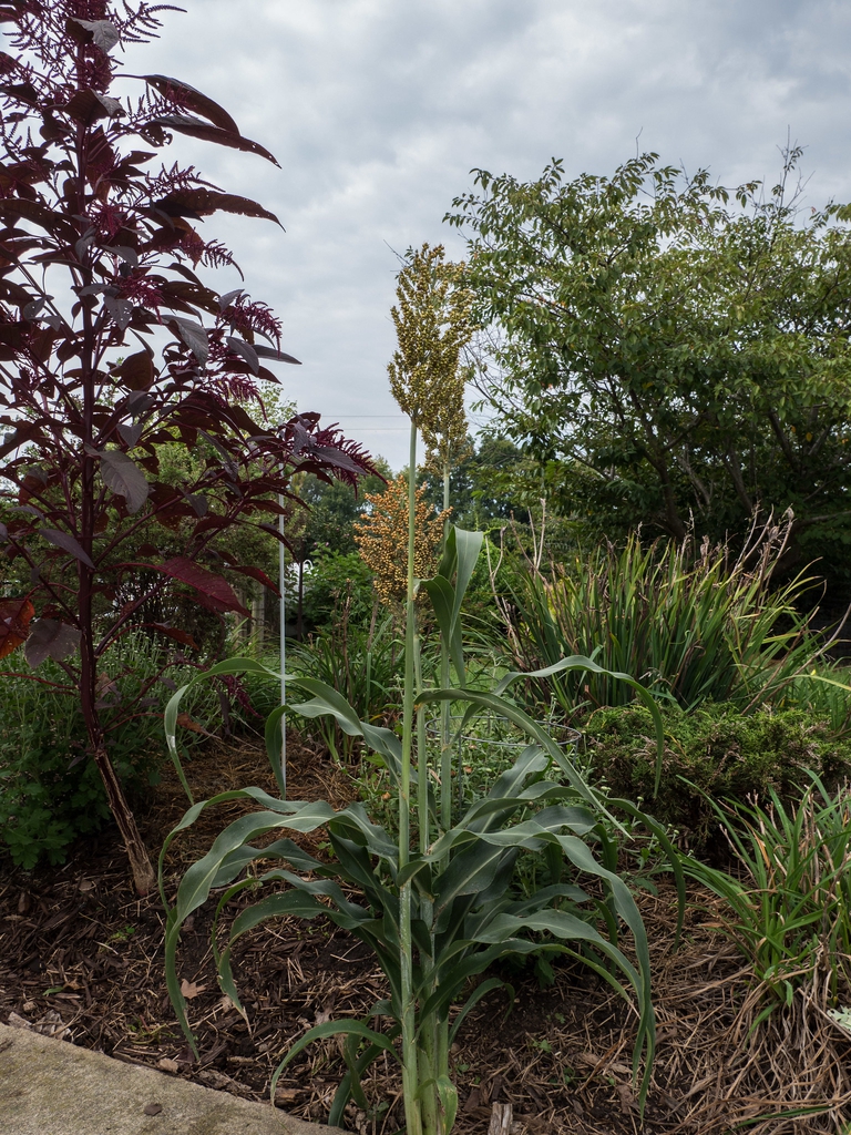 Sorghum bicolor