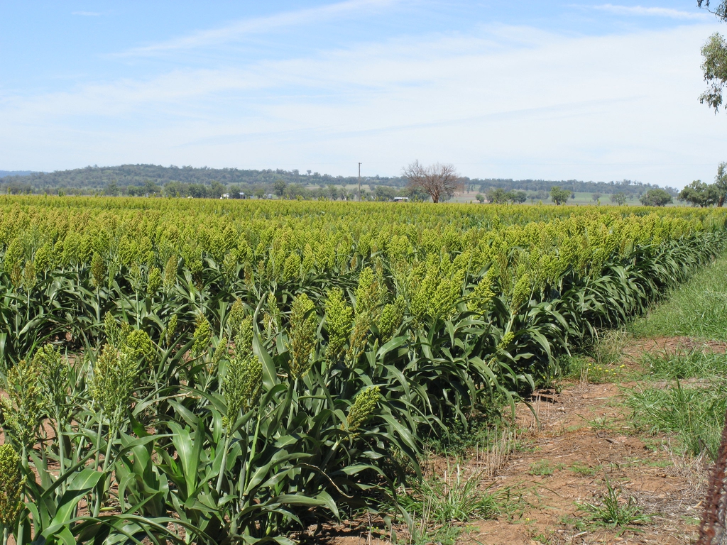 Sorghum bicolor