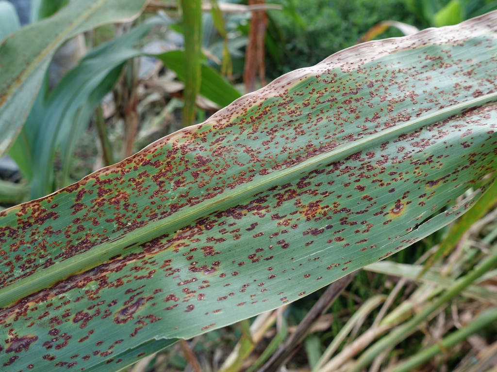 Sorghum bicolor