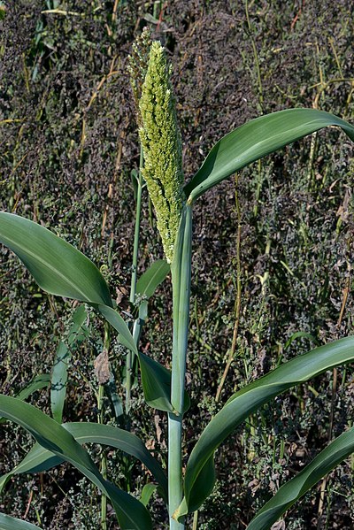 Sorghum bicolor
