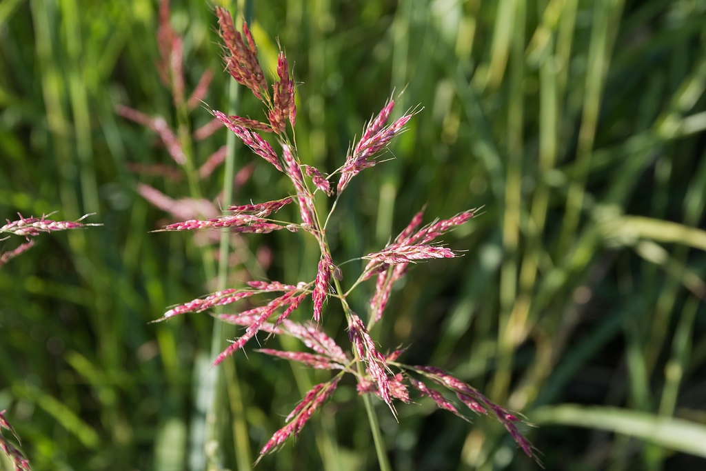 Seeds