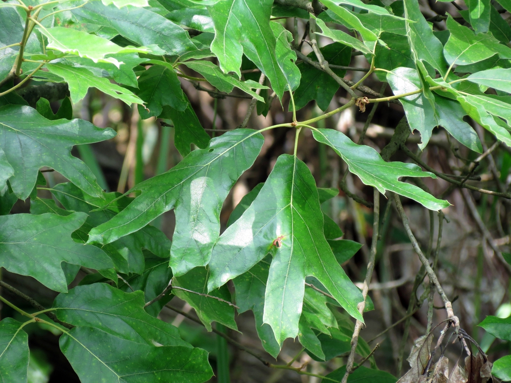 Leaves