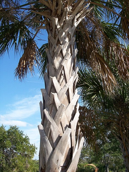 Sabal palmetto
