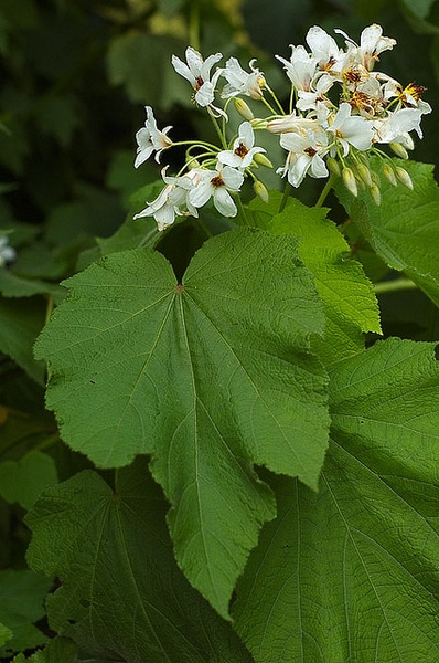Sparmannia africana